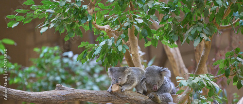 赤ちゃんコアラとママコアラ