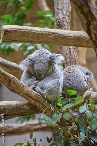 Fototapeta Naklejka Na Ścianę i Meble -  動物園のコアラ