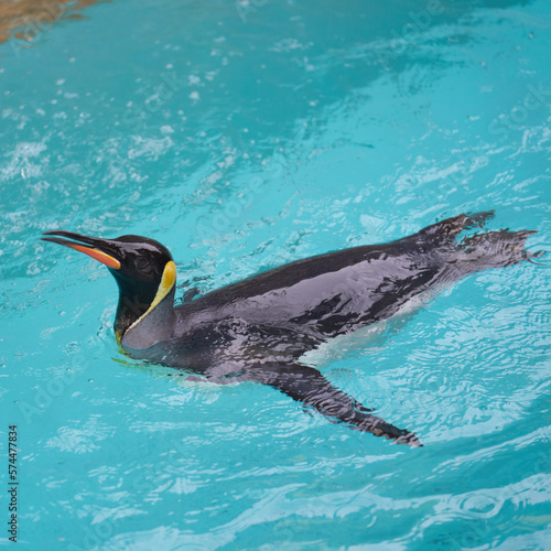泳ぐオウサマペンギン