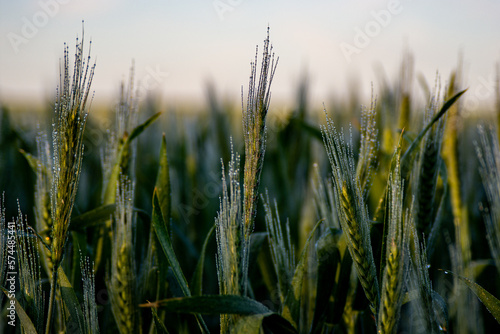 Wheat with Morning Dew 6