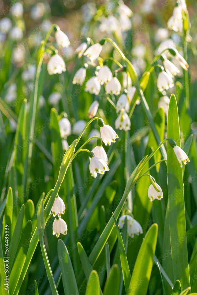 Fototapeta premium Snowflake flowers, or leucojum vernum, growing in a springtime flowerbed.