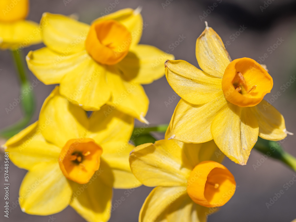 Closeup of narcissus jonquilla in the early spring garden. Closeup of narcissus jonquilla in the early spring garden.