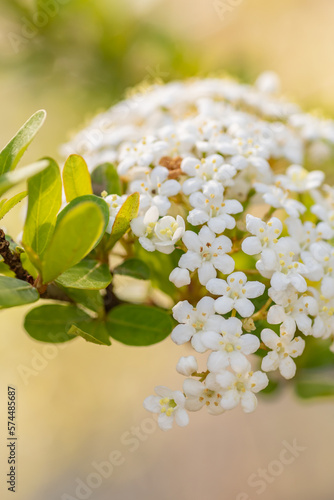 Walter's viburnum in the soft morning sunlight.