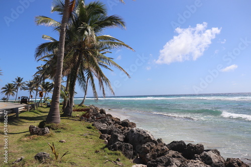 beach with trees