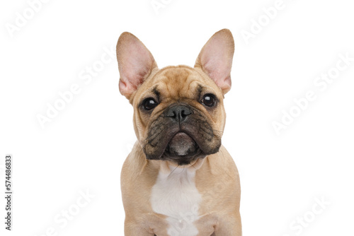 Closeup portrait of a French bulldog gazing on isolated white background