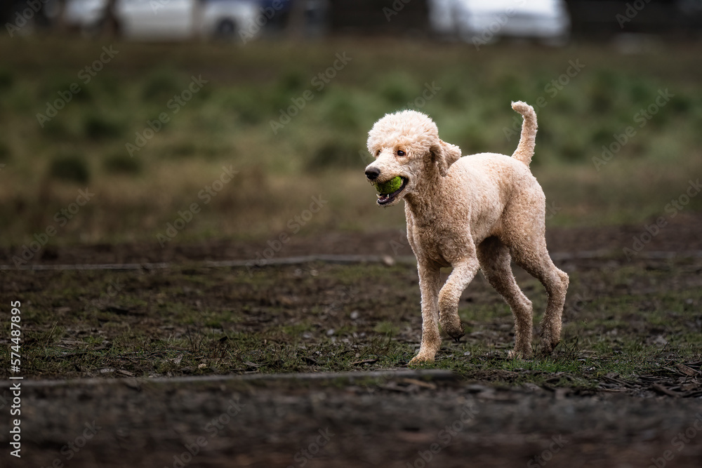 2023-02-19 WHITE STANDARD POODLE RUNNING AT MARYMOOR PARK IN REDMOND WASHINGTON- 2023-02-19 WHITE STANDARD POODLE RUNNING AT MARYMOOR PARK IN REDMOND WASHINGTON-
