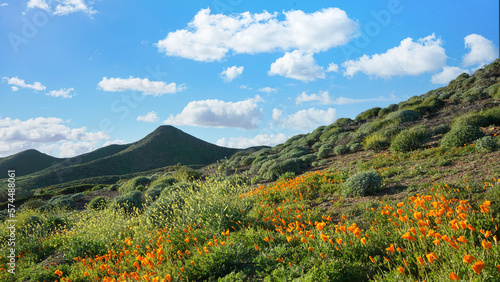 California Golden Poppies on rolling hills during spring superbloom in the high desert of southern California photo