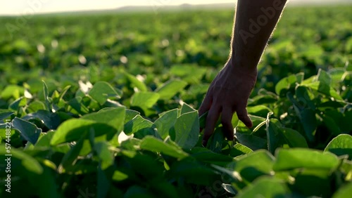 man's hands on green soybeans