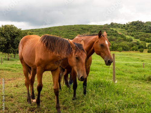 Two brown horses on a green grass field. Green mountains behind them. © Cabarsphotography
