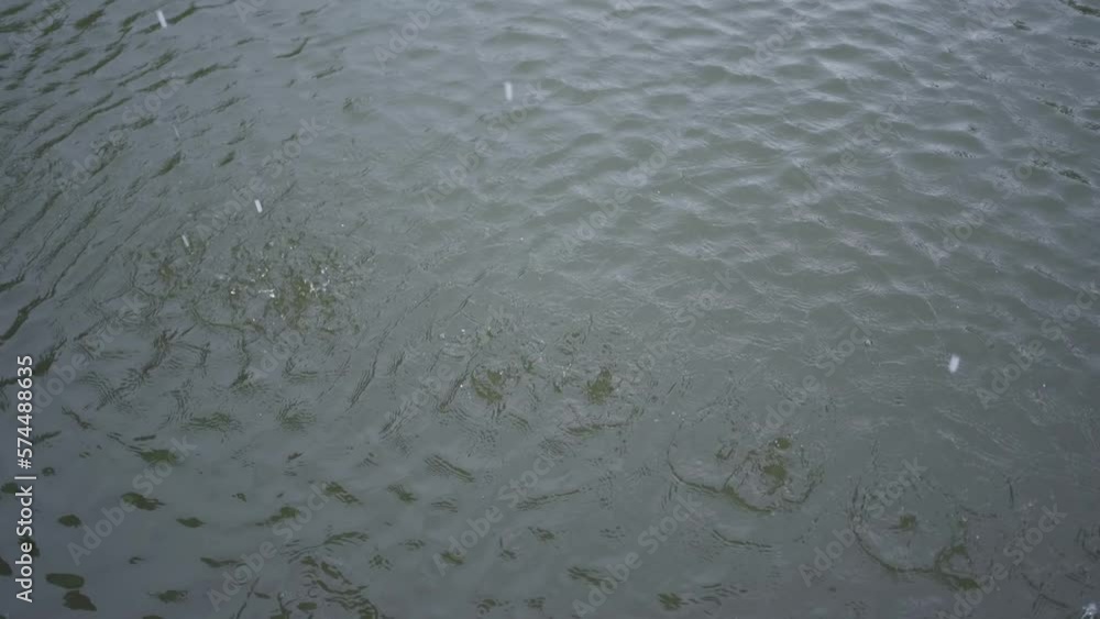 Close up of rain droplets in garden park, river or lake, water drop. Rain season on white sky background. Close up of rain droplets in garden park, river or lake, water drop. Rain season on white sky background.