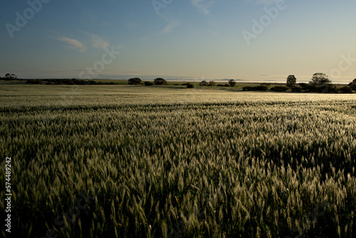 Wheat with Morning Dew 15