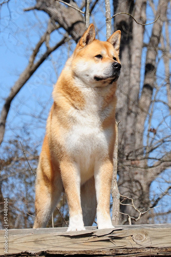 Akita White Face Red