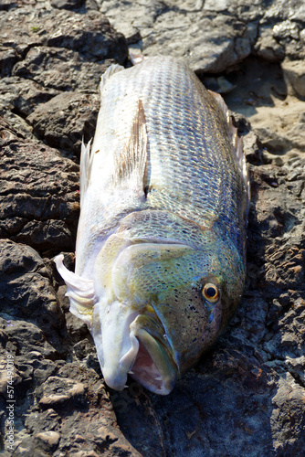 Grande cattura di un pesce dentice sulla costa adriatica. Sud Italia photo