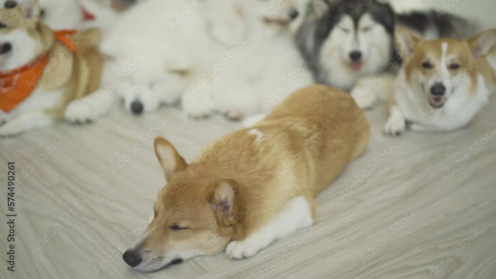 Happy dogs or puppy smiling in cafe restaurant. Pet animal. Happy dogs or puppy smiling in cafe restaurant. Pet animal.