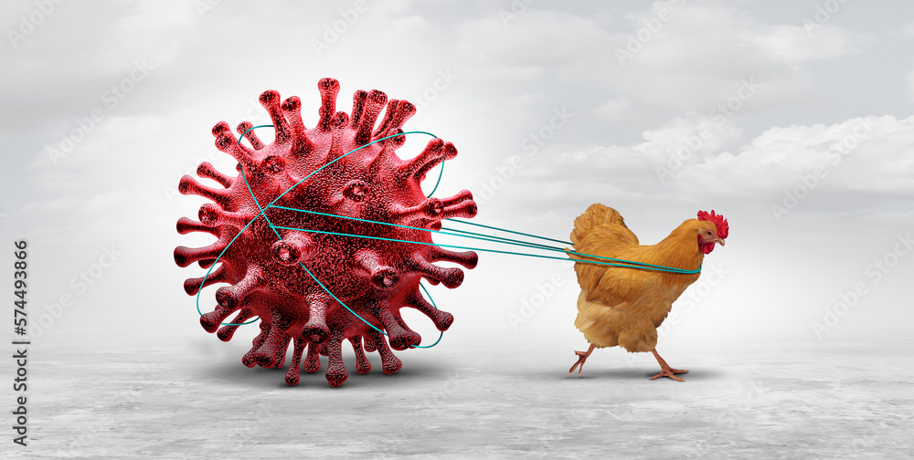 Avian Influenza and Bird flu crisis and poultry virus as a chicken