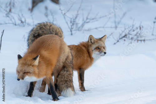 Photography Two (male female Vulpes) Red Foxes seen in mating position stance during winter season with snow, white background in natural, wild environment