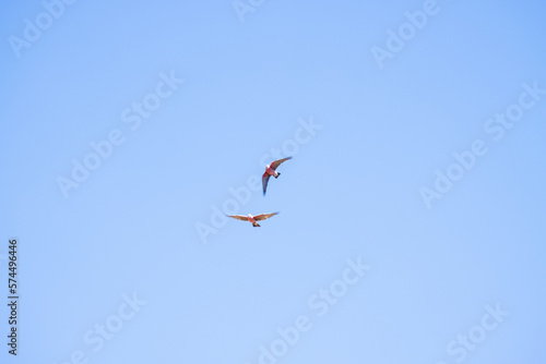 Birds in flight