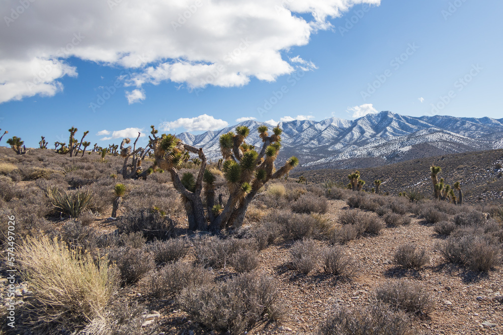 Joshua trees and snow covered mountains at Spring Mountain National Recreation Area, Nevada Joshua trees and snow covered mountains at Spring Mountain National Recreation Area, Nevada