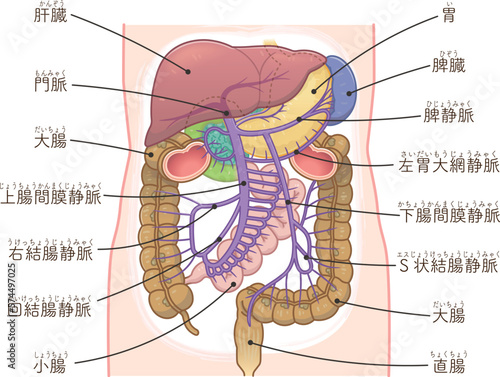 肝臓、門脈、脾臓、大腸、小腸、十二指腸、膵臓のイラスト
