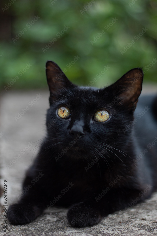 Foreground of a black cat with yellow eyes, with natural light