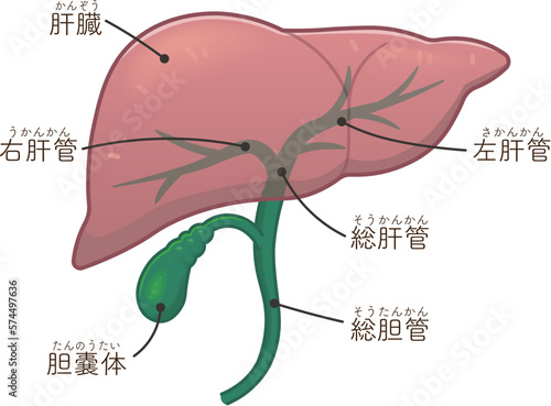 肝臓・胆嚢・胆道のイラスト