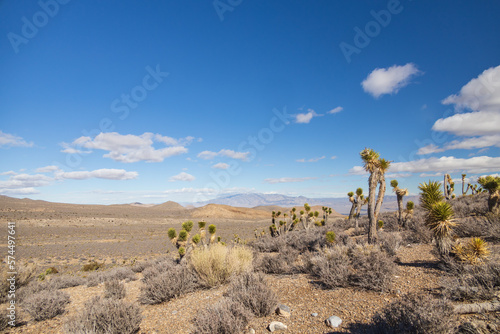 Joshua trees with mountains at Spring Mountain National Recreation Area background, Nevada