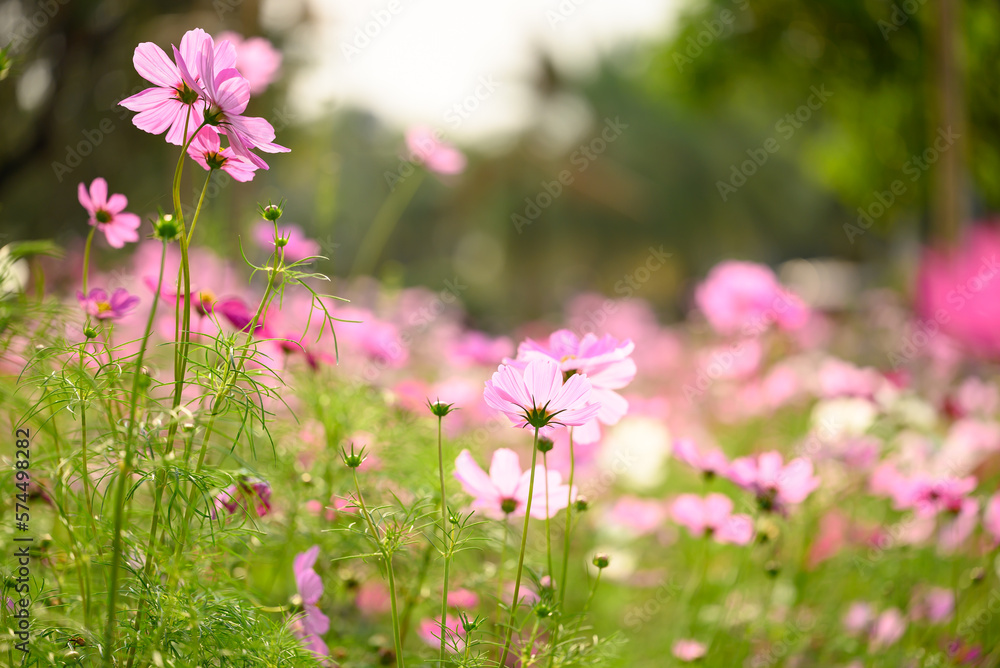 Beautiful cosmos flowers blossom in garden, Flower field in spring season Beautiful cosmos flowers blossom in garden, Flower field in spring season