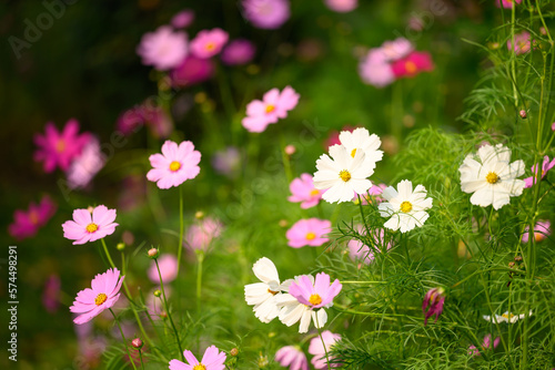 Fototapeta Naklejka Na Ścianę i Meble -  Beautiful cosmos flowers blossom in garden, Flower field in spring season