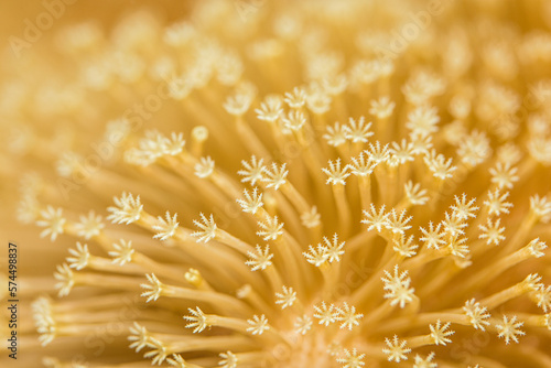 The Toadstool Mushroom Leather Coral is referred to as Sarcophyton Coral, Mushroom, Leather, or Trough Corals. They are found in various shades of brown, tan or green, with white or gold polyps.