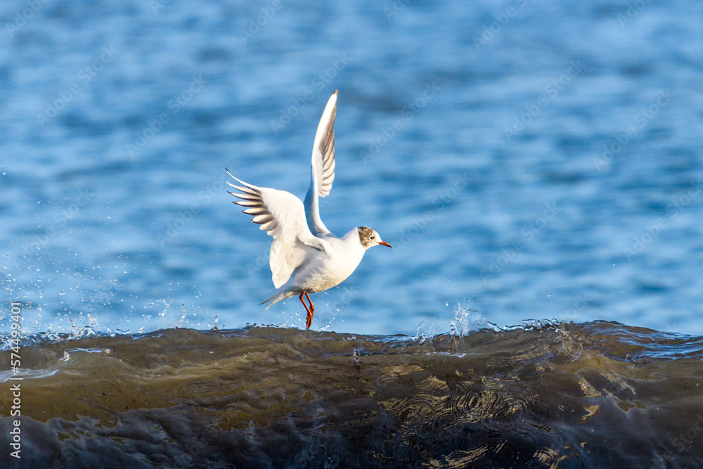 Fototapeta premium Seagulls fishing in early spring