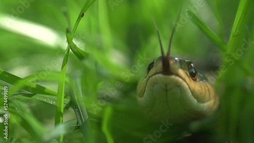 Super Slow Motion Macro footage of a snakes head peeking out of some grass, tasting the air with it's forked tongue. 
