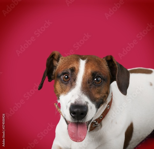 Funny cute young dog on colored background