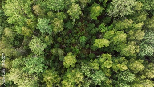 Aerial view. The treetops of a mixed forest. Top view of the crowns of green trees in the taiga. The camera rotates over the edge of the forest. photo