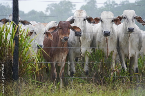 A group of cows in Amazonas, Brazil. Cattle ranching on cleared land that used to be home to tropical jungle trees. The Amazon cows are standing in heavy rain and do not look happy in this weather. photo