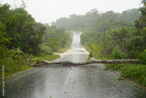 Photo was taken during a storm with heavy rain and gale force winds in Amazon rainforest. Tree blown down a few meters in front of our car on AM352 federal road near Novo Airao, Amazonas, Brazil.