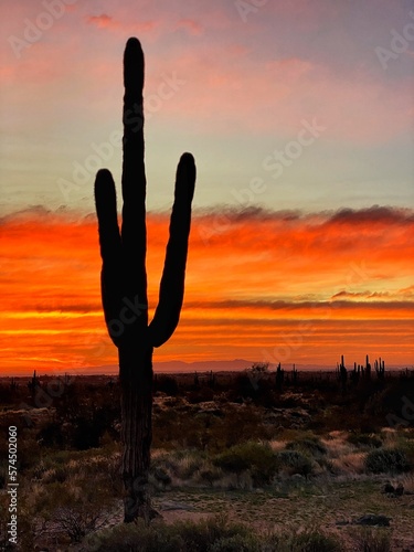 cactus in sunset