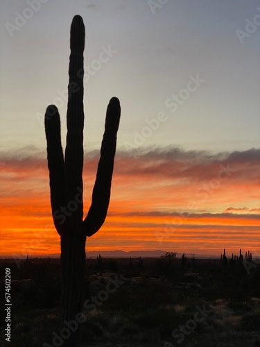 saguaro cactus at sunset