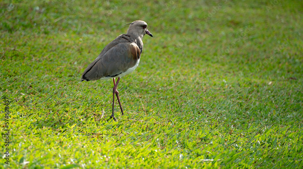 Fototapeta premium Jardim Botânico de Curitiba,