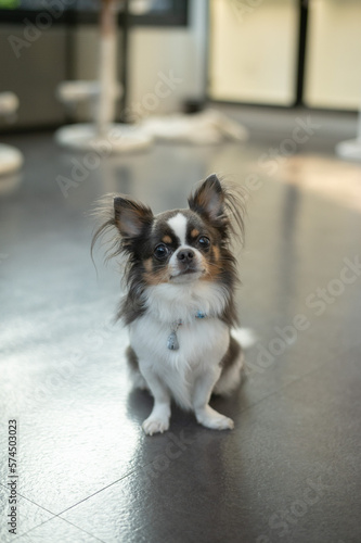 A Chihuahua with brown-and-white fur sits inside the restaurant, eagerly waiting to welcome customers.
