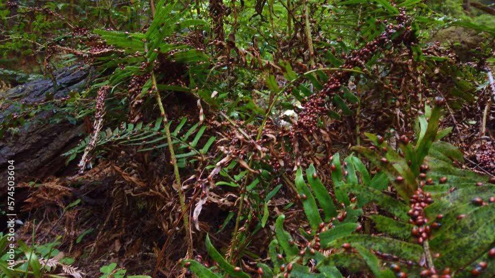 Gimbal booming down shot of a swarm of lady bugs eating a fern plant in Muir Woods, California. 4K Gimbal booming down shot of a swarm of lady bugs eating a fern plant in Muir Woods, California. 4K