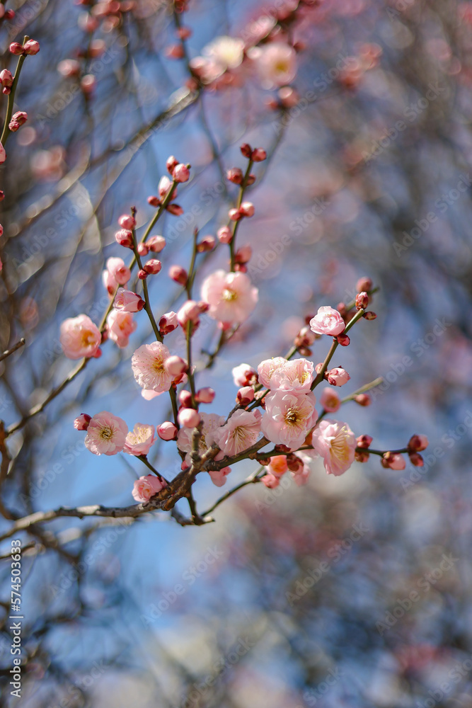 Flowers in spring series: plum blossoming in spring, it is the only remaining last winter flower. Japan Tokyo season 2023 Flowers in spring series: plum blossoming in spring, it is the only remaining last winter flower. Japan Tokyo season 2023