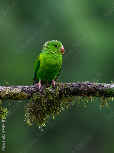 Plain Parakeet portrait on mossy stick against green background