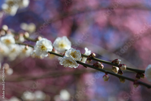 Plum tree blossom in spring. Close-up plum blossom. Focus on flower. Japan earlu plum blossom and cherry blossom March 2023 photo