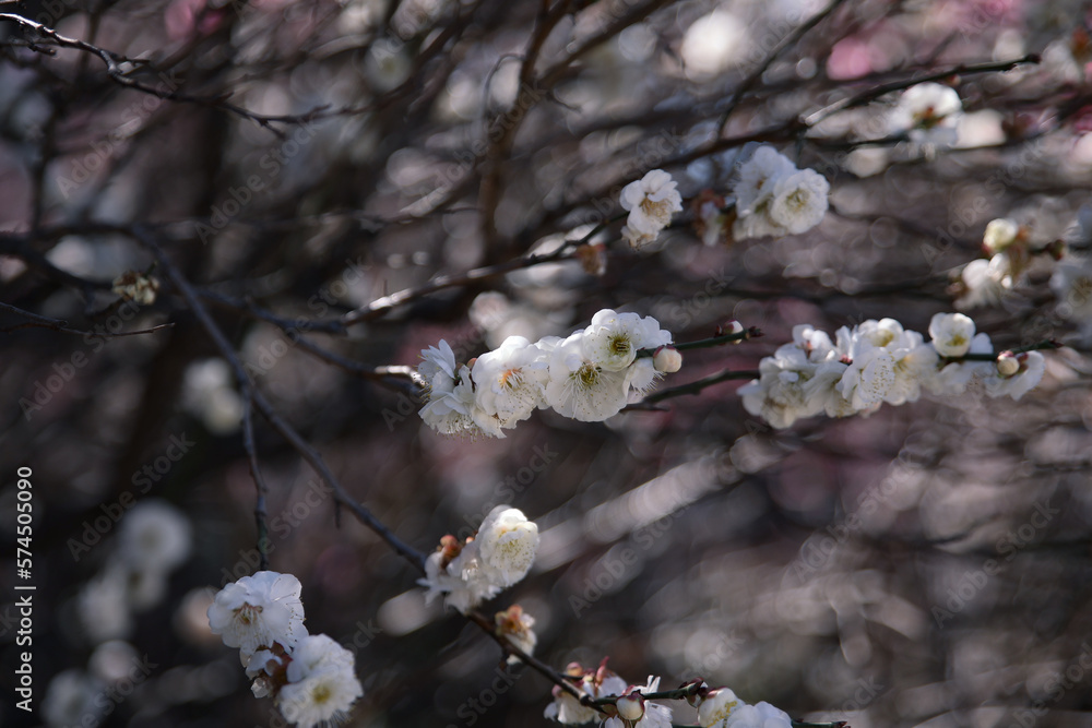 Plum tree blossom in spring. Close-up plum blossom. Focus on flower. Japan earlu plum blossom and cherry blossom March 2023 Plum tree blossom in spring. Close-up plum blossom. Focus on flower. Japan earlu plum blossom and cherry blossom March 2023
