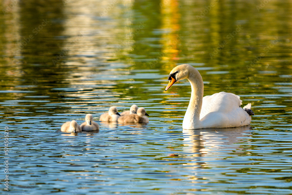 Naklejka premium New lige in new spring