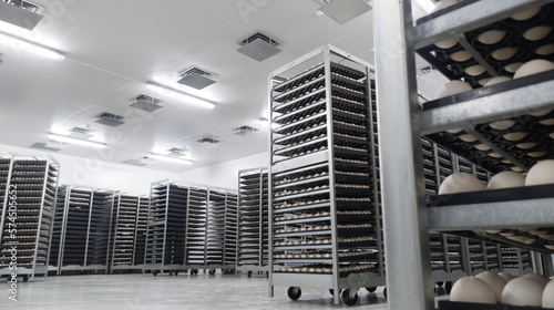 Foto there are lots of eggs placed on the shelf in the coolingroom