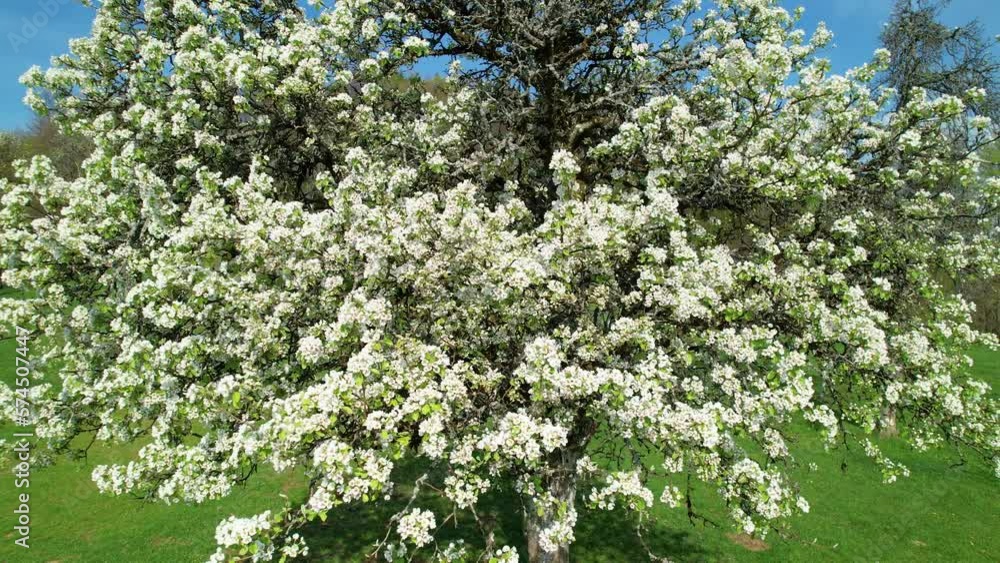 AERIAL: Big old fruit tree blooming profusely in an awakening spring orchard. Beautiful white flowers of flowering tree on vivid green meadow. Warm springtime in countryside brings plants back to life AERIAL: Big old fruit tree blooming profusely in an awakening spring orchard. Beautiful white flowers of flowering tree on vivid green meadow. Warm springtime in countryside brings plants back to life
