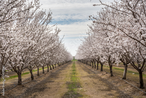 Tablou pe pânză Dramatic image of a almond orchard in full bloom with white flowers in Central Valley California, with cloudy skies