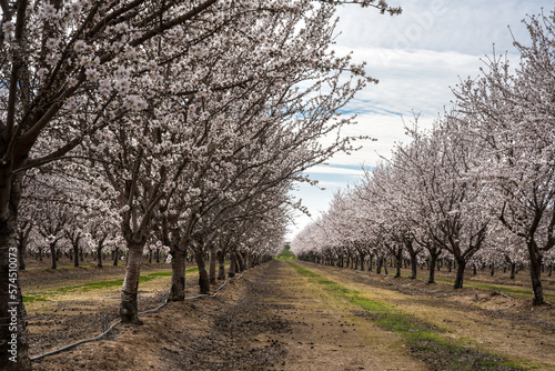 Dramatic image of a almond orchard in bloom with white flowers in Central Valley California, with cloudy skies.