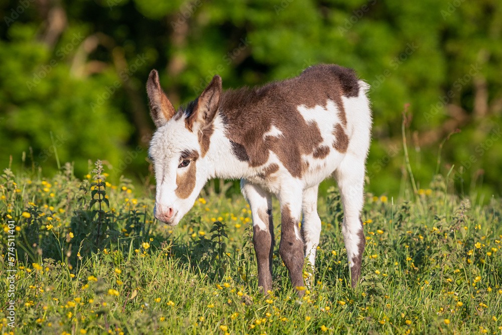 Obraz premium Baby donkey